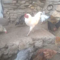 بوقلمون ومرغ|حیوانات مزرعه|بانه, |دیوار