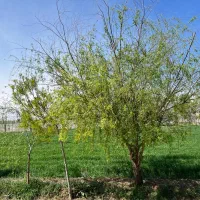 کارگر کشاورزی