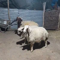 ۳راس بره نر داشتی.  بز میش کاور