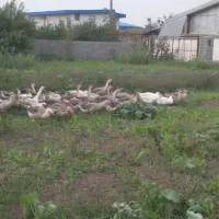 غاز سالم و ارگانیک|حیوانات مزرعه|ساری, |دیوار