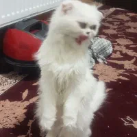دوگربه باهوش و زبان فهم|گربه|زاهدان, |دیوار