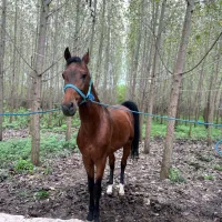 اسب نریان کورسی پرشی|اسب و تجهیزات اسب‌سواری|شاندرمن, |دیوار