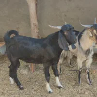 فروش قوچ ـ پازن ـ بز با کهره|حیوانات مزرعه|آبپخش, |دیوار