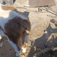 گوساله سیمینتال|حیوانات مزرعه|ویسیان, |دیوار