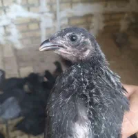 جوجه سه ماه محلی