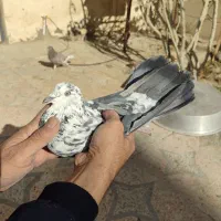 کبوترهفت‌رنگ پرشی|پرنده|هامون, |دیوار