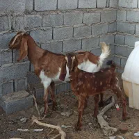 بز مطفل|حیوانات مزرعه|خرمشهر, |دیوار