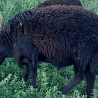 قوچ قره قزل|حیوانات مزرعه|سیلاخور, |دیوار