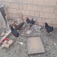 مرغ و خروس گلین لری برهما کبوتر
