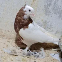 کبوتر رنگه کله سیاه طوقی سرخ دم سفید ساده|پرنده|تربتحیدریه, یحیی آباد|دیوار