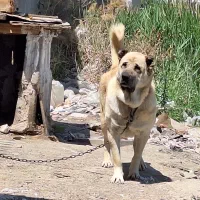 سگ ۳ ساله سراب