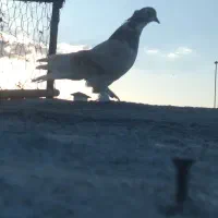 کبوتر گرفتنی