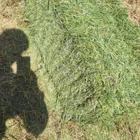 فروش یونجه بسته بندی
