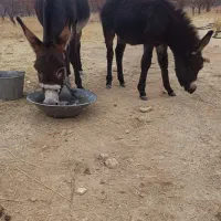 یک  راس الاغ فروشی