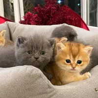 دهکده بچه گربه های بغلی و ناز مخصوص زندگی کنار شما|گربه|تهران, سعادت‌آباد|دیوار