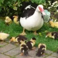 اردک روسی با ۶ تا جوجه اردک روسی