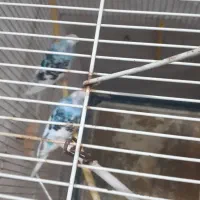 معاوضه باخروس و عروس هلندی و تخم مرغ برهما|پرنده|لنگرود, |دیوار