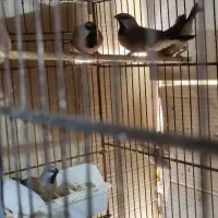 فنچ پارسون    بنگالی قناری ماده|پرنده|تهران, مینای جنوبی|دیوار