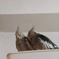 عروس هلندی سه ماهه فروشی|پرنده|پاکدشت, پاکدشت (مامازند)|دیوار