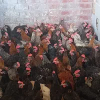 حراج جوجه خروس بزرگ محلی شیراز