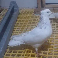 طوقی نرکرم خال قهوه ای|پرنده|فولادشهر, مسکن مهر فولادشهر|دیوار