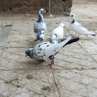 کفتر.کبوتر|پرنده|تربت‌حیدریه, باغ سلطانی|دیوار