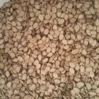 تخم هندوانه آجیلی درجه یک