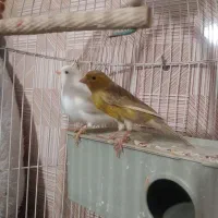 س دانگ سالم|حیوانات مزرعه|تاکستان, |دیوار