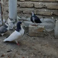 کفتر|پرنده|تایباد, |دیوار