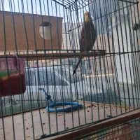 عروس  هلندی نر ماده به شرت تخم جوجه  فنج مرغ عشق