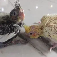 عروس هلندی مولد و جوجه