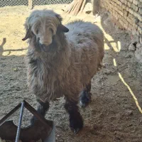 بره جوان و سنگین