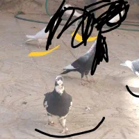 کبوتر پلنگ .پرنده