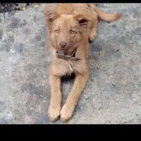 سگ خانگی و دست آموز گم شده|حیوانات|القجر, |دیوار