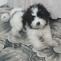 گمشده|حیوانات|شیراز, صاحب الزمان|دیوار