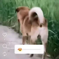 سگ گمشده|سگ|کوهنانی, |دیوار