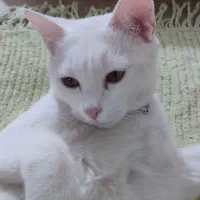 گربه نژاد بیریتیش 7 ماهه ، ماده|گربه|دماوند, مسکن مهر گیلاوند|دیوار