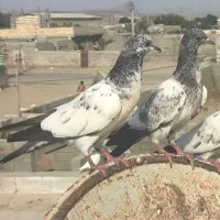 دو عدد کفتر گم شده هر کس گرفت مژدگانی بهش میدم