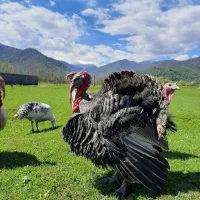 بوقلمون نر محلی