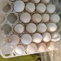 تخم نطفه دار گلین و جوجه یکروزه گلین|حیوانات مزرعه|قائمشهر, |دیوار