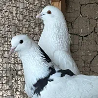 کفتر بعد از ظهری