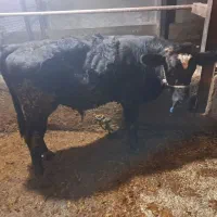 گوساله نر سوئیسی درجه یک