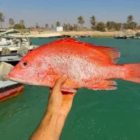 میگو|ماهی|یاسوج, |دیوار