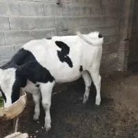 گوساله هولشتاین|حیوانات مزرعه|بندر ترکمن, |دیوار