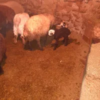 دو راس میش افشاری زاییده جوان