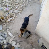 سگ ژرمن ماده   مالینیوز نر