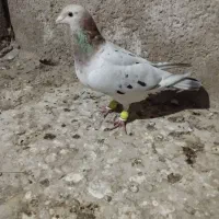 کبوتر|پرنده|برازجان, |دیوار