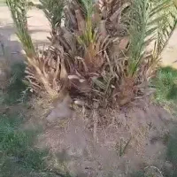 فروش انواع پاجوش نخل درجه 1قیروکارزین