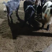 کهره چاق|حیوانات مزرعه|بندر گناوه, |دیوار