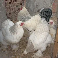 جوجه برهما اصل